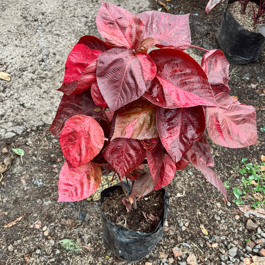 Acalypha Amentacea