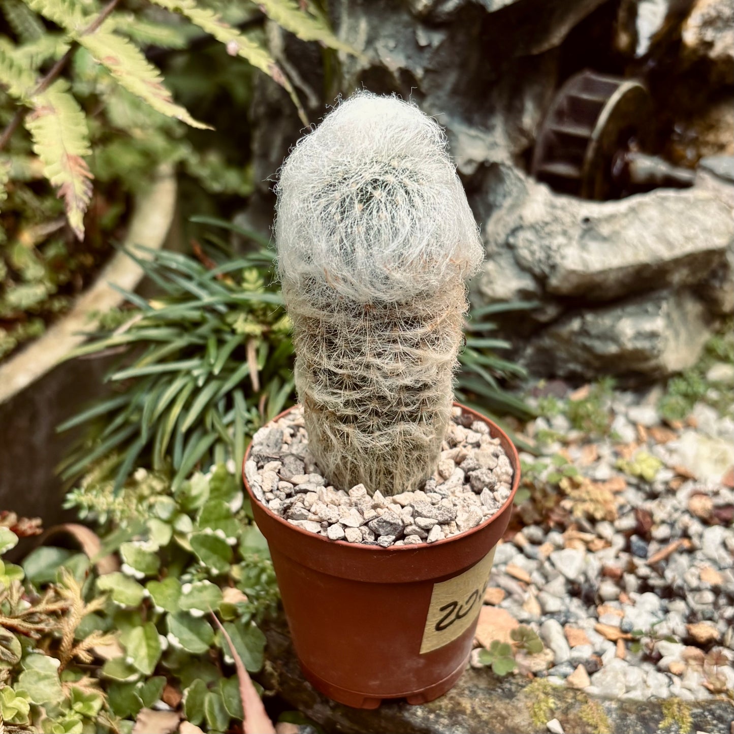 Cactus Espostoa Lanata “abuelo o viejito”