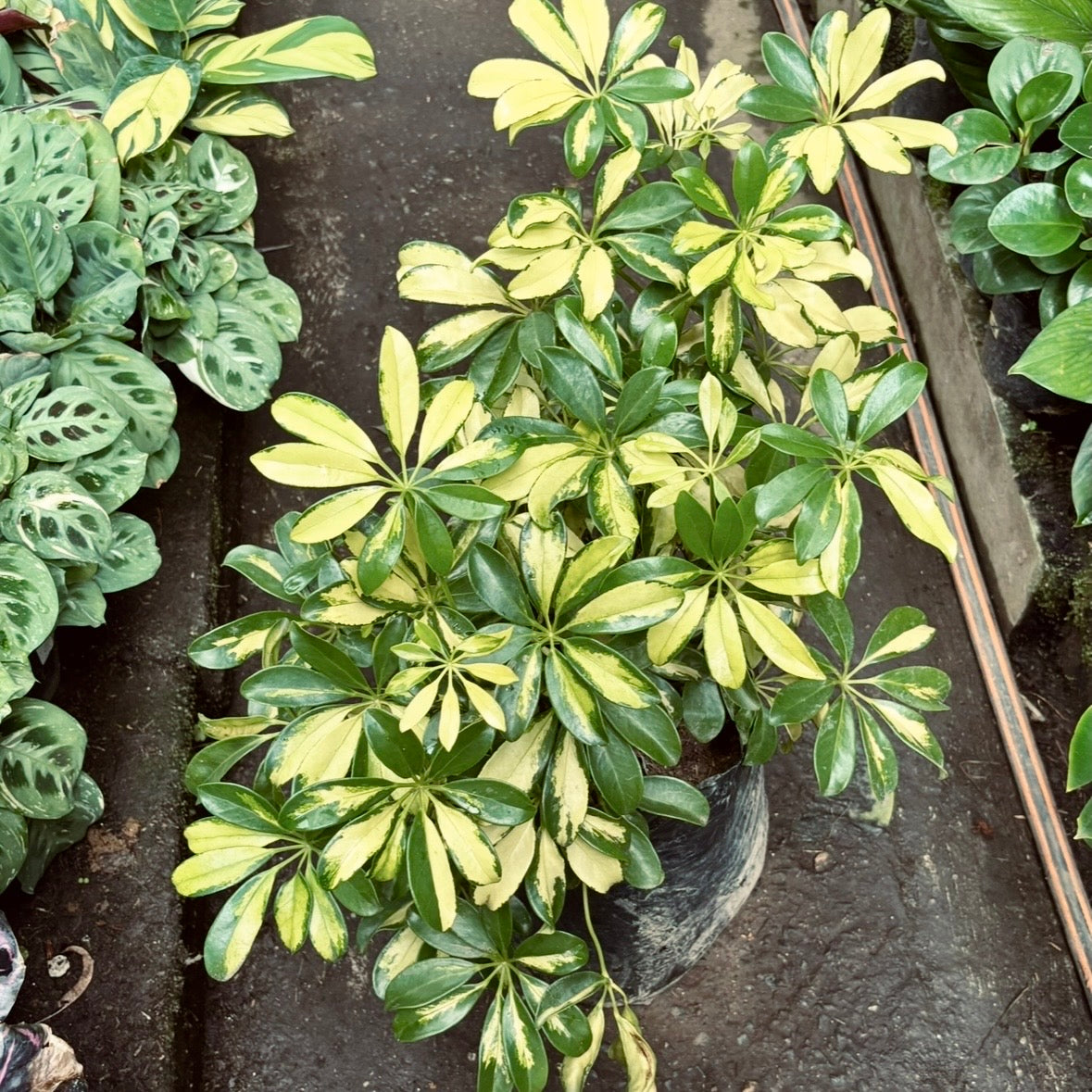 Schefflera Arboricola Gold Capella