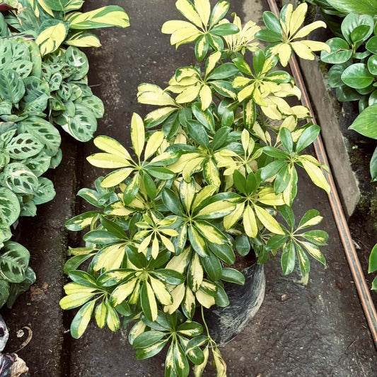 Schefflera Arboricola Gold Capella