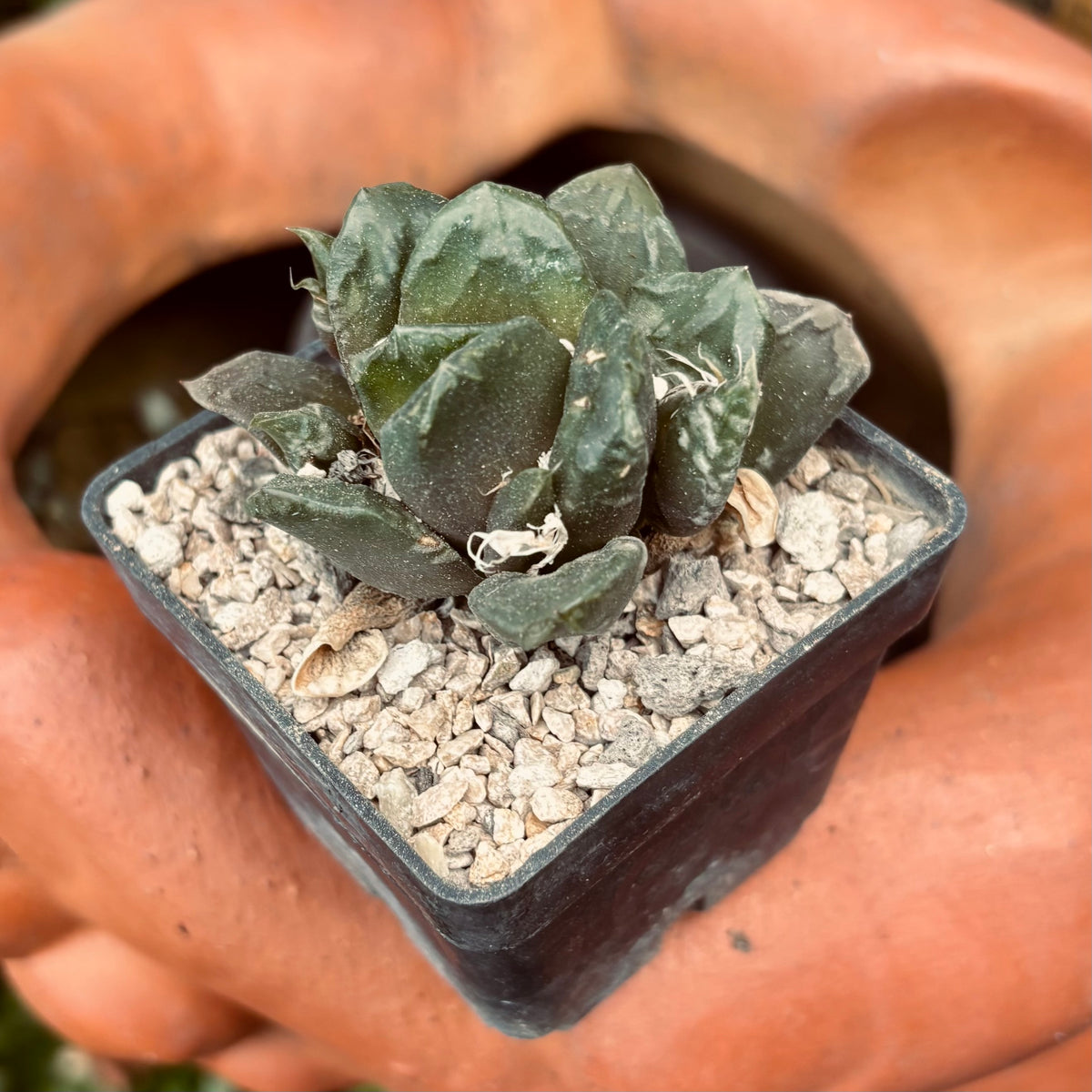 Suculenta Haworthia Truncata