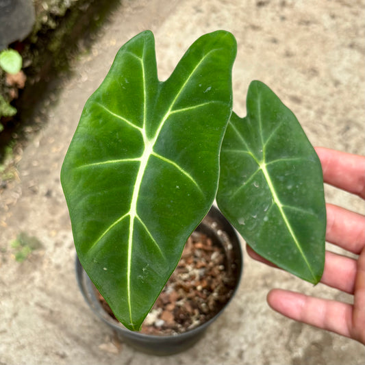 Alocasia Frydek
