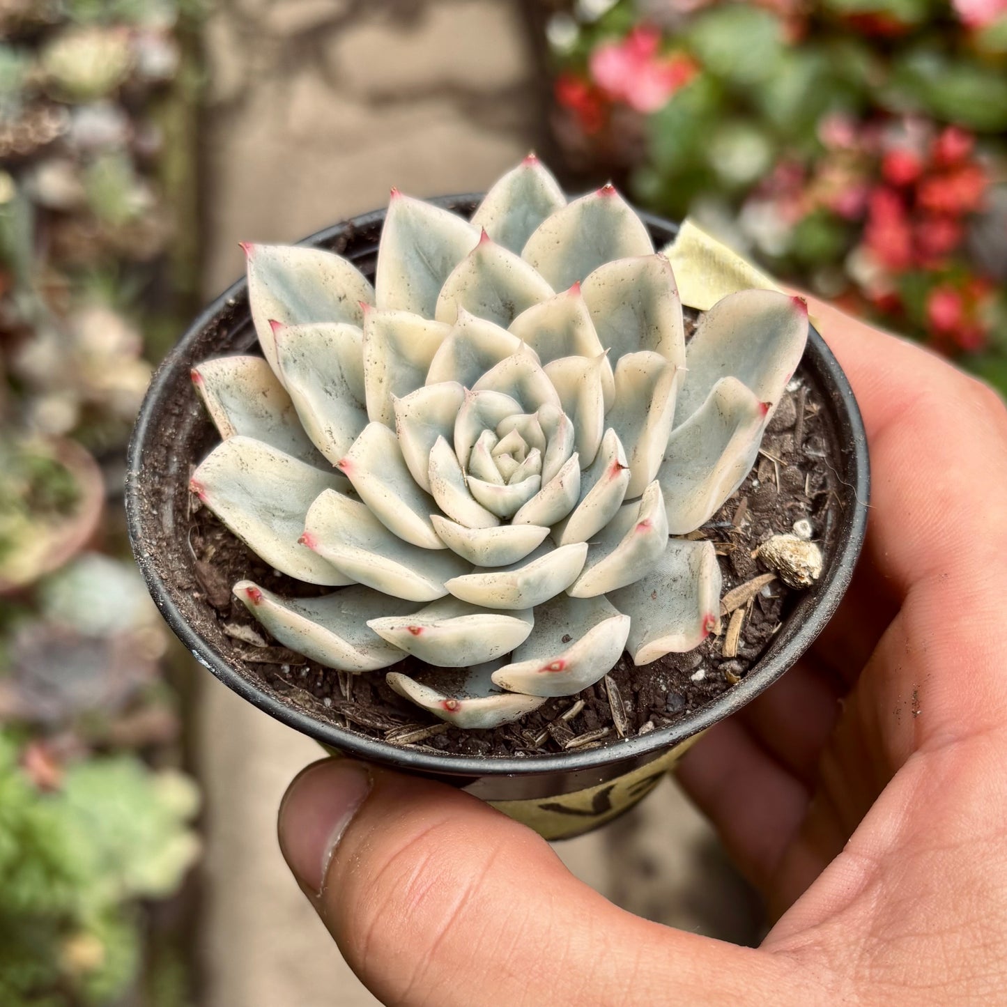 Suculenta Echeveria Moon Fairy Variegada