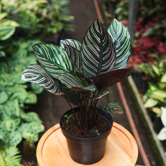 Calatea Ornata Pincel - Vivero Florecer