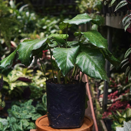 Calathea Musaica Network - Vivero Florecer