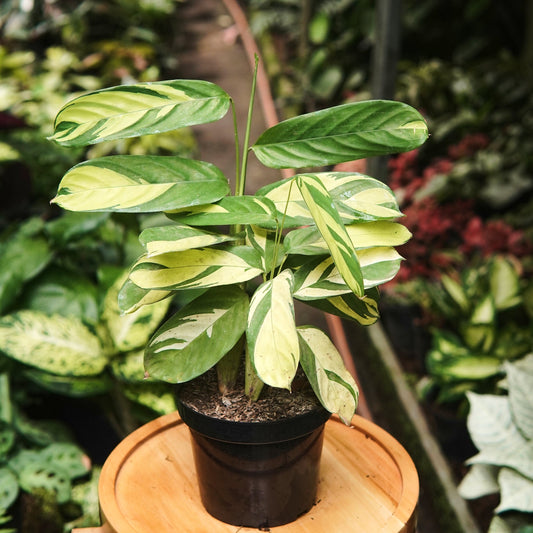 Calathea White Fusion - Vivero Florecer