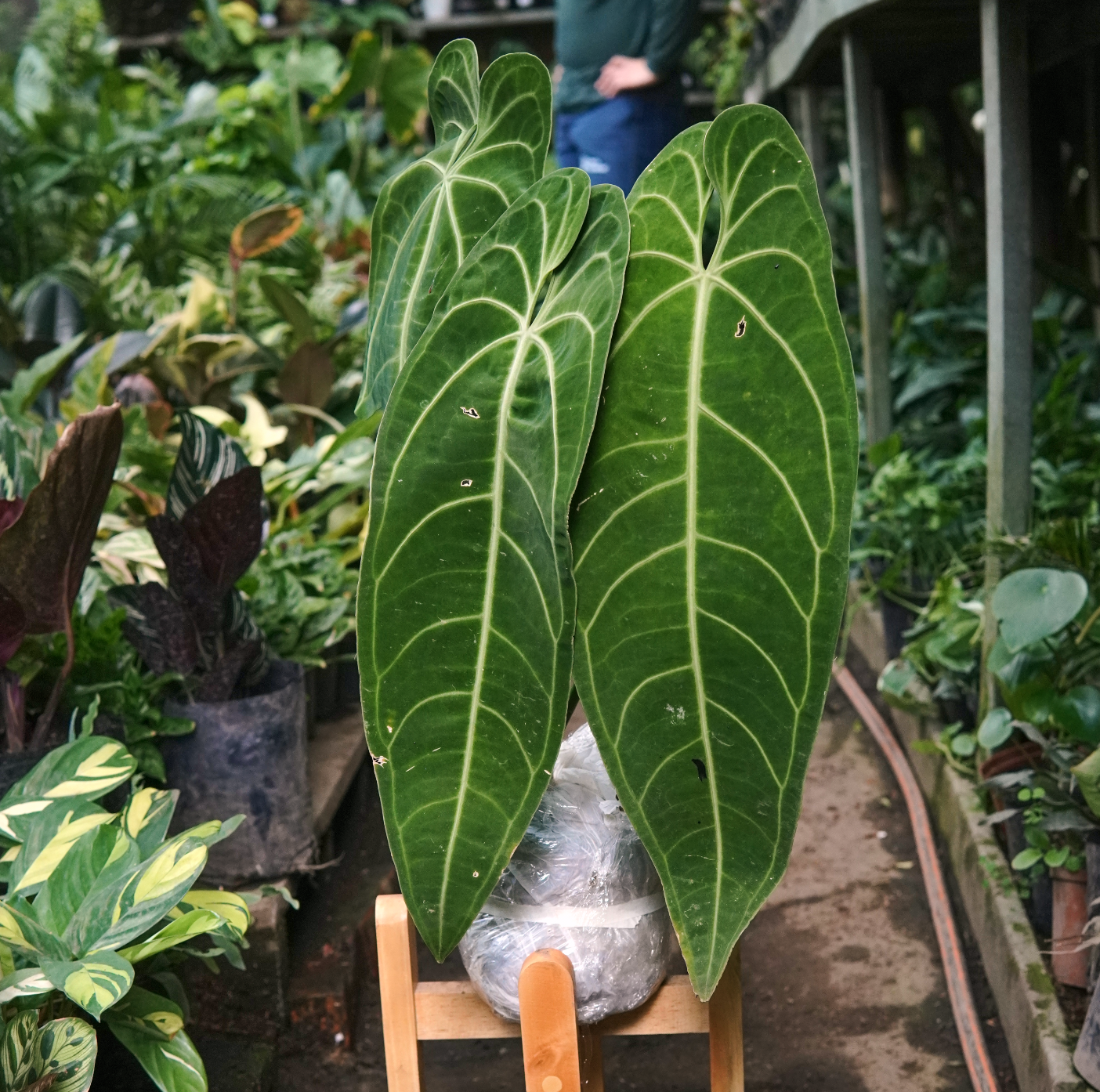 Anturio Warocqueanum