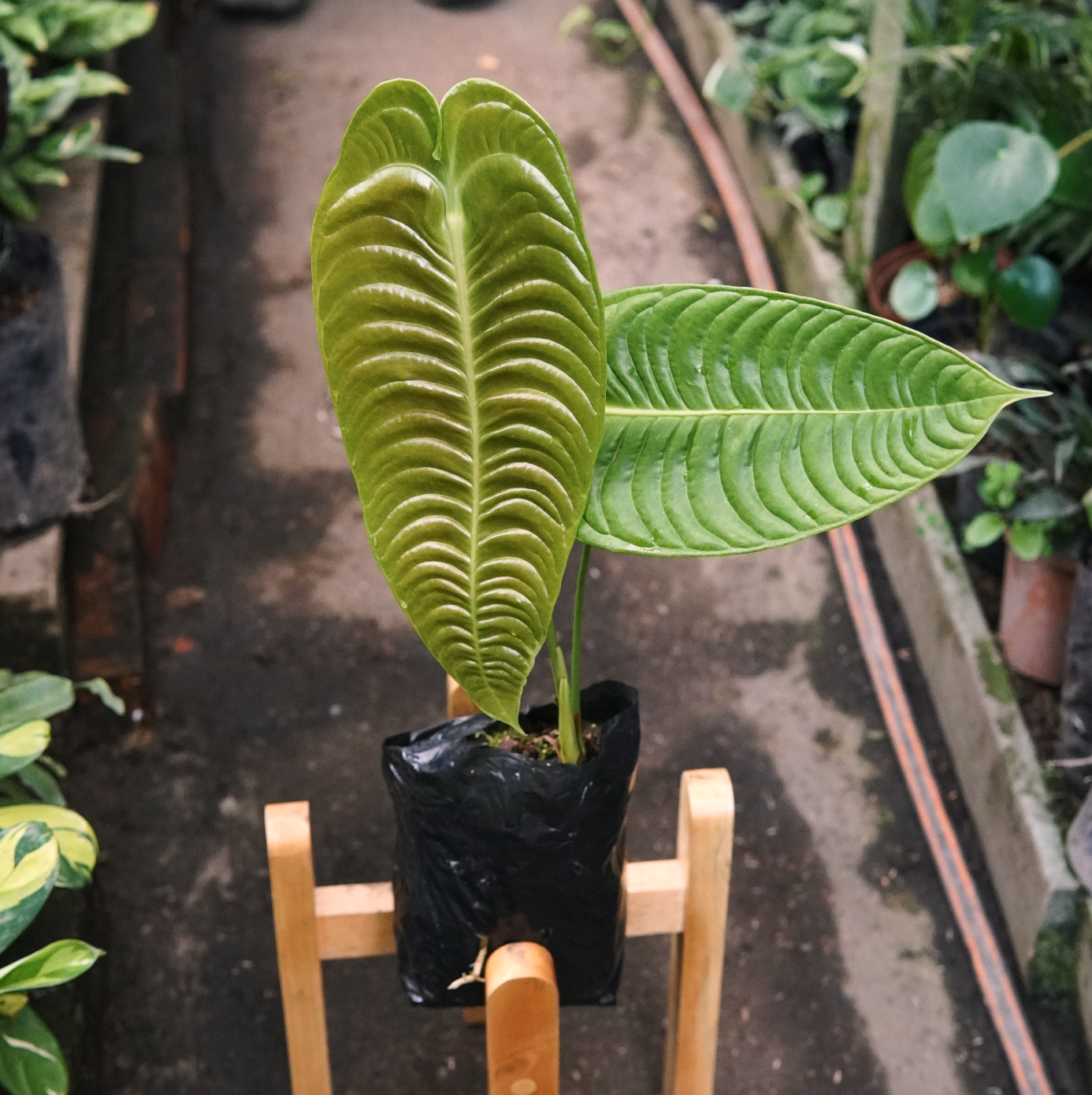 Anturio Rey Veitchii