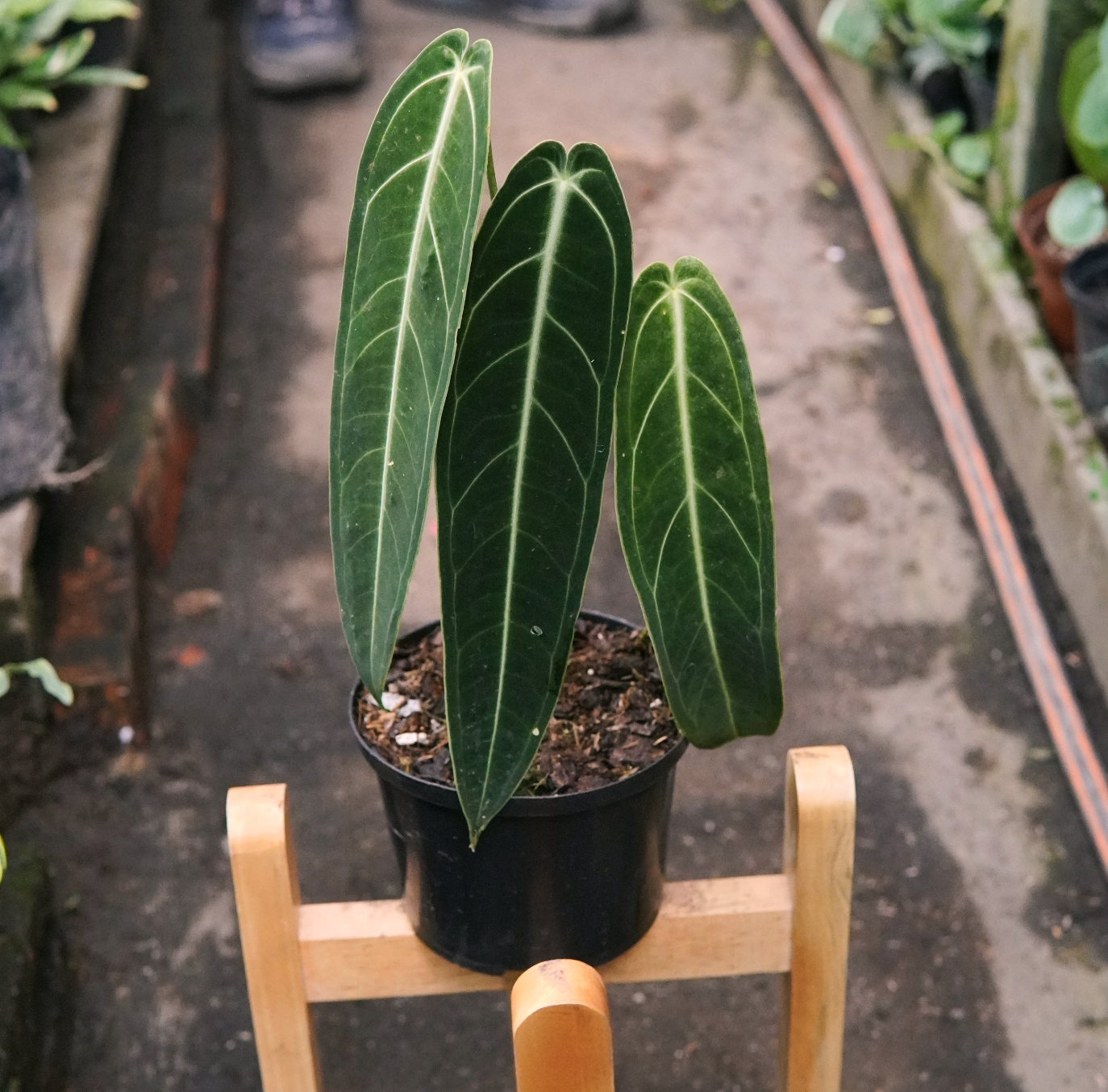 Anturio Warocqueanum