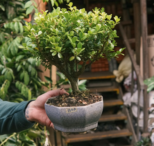 Bonsai Buxus