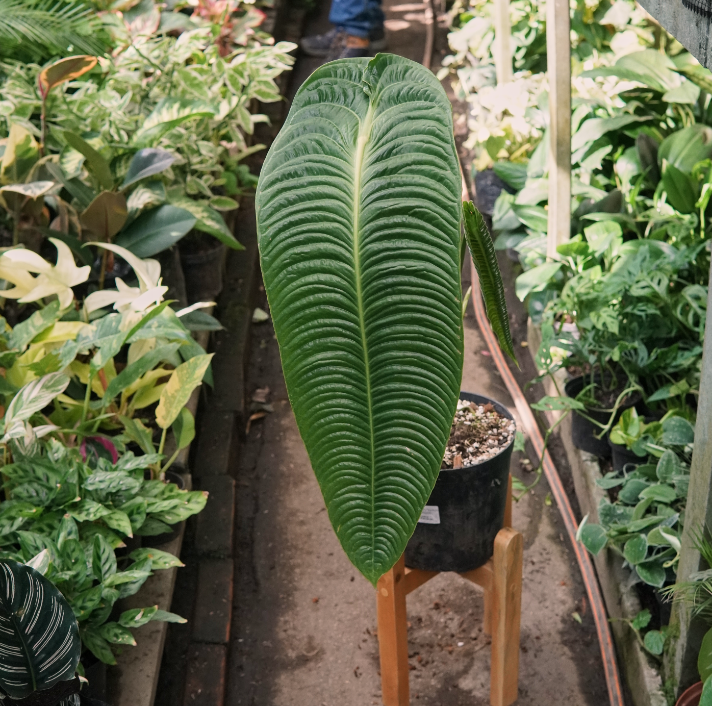 Anturio Rey Veitchii