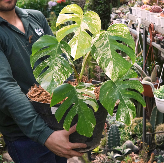 Monstera Deliciosa Albo Variegada