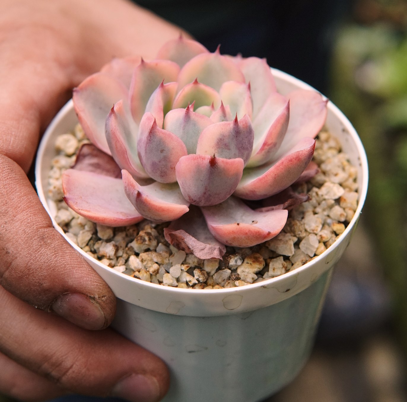 Suculenta Echeveria Raindrops Variegada
