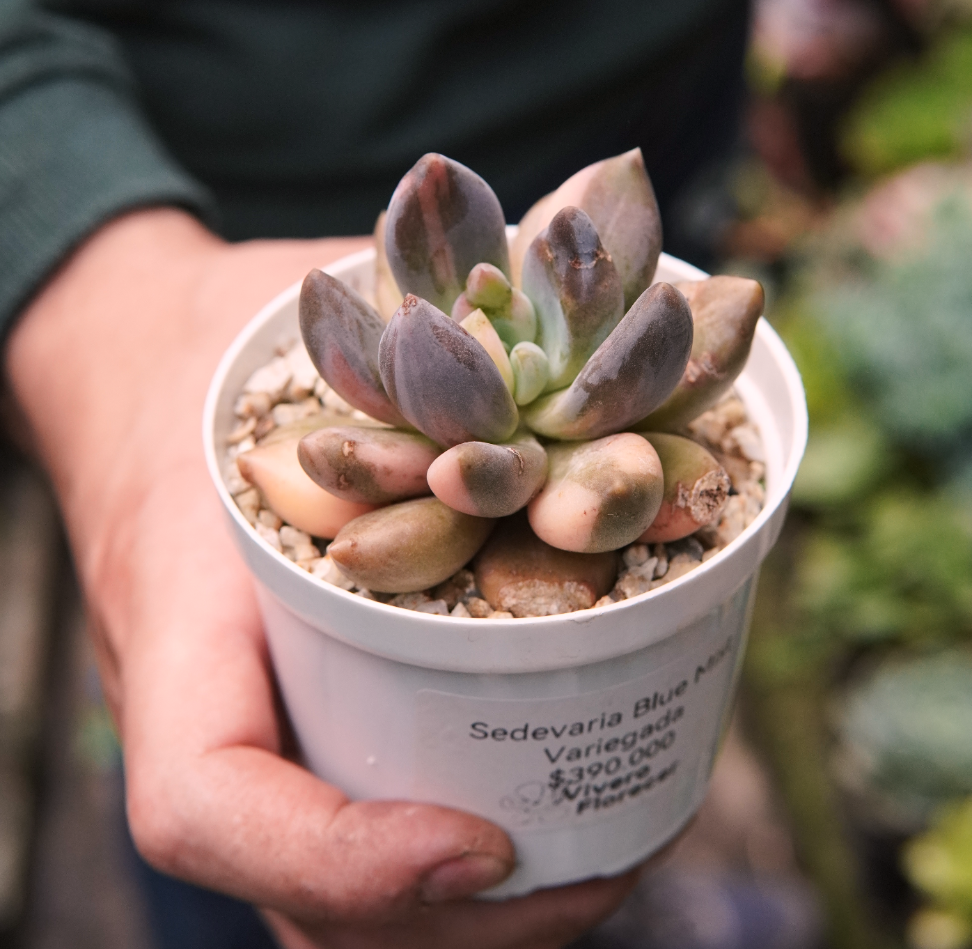 Suculenta Sedeveria Blue Mist Variegada