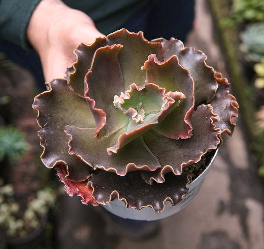 Suculenta Echeveria Ink Lady