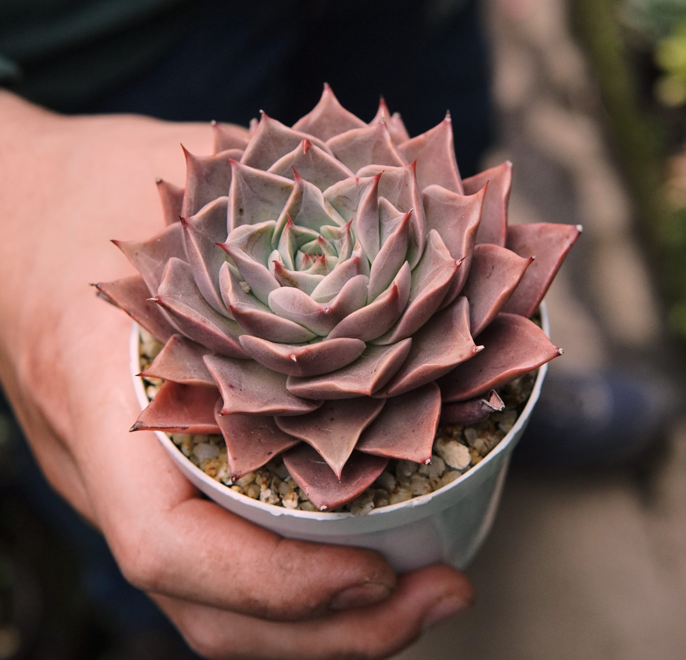 Suculenta Echeveria Guerlain