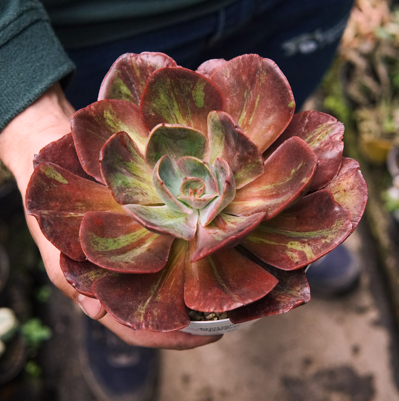 Suculenta Echeveria Goiabinha Variegada