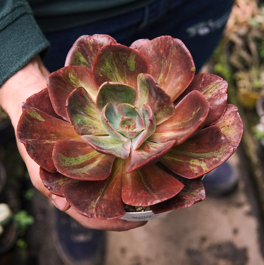 Suculenta Echeveria Goiabinha Variegada