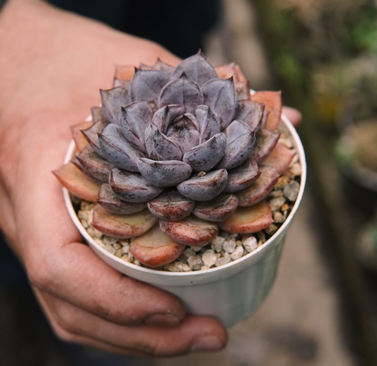 Suculenta Echeveria Purple Stone