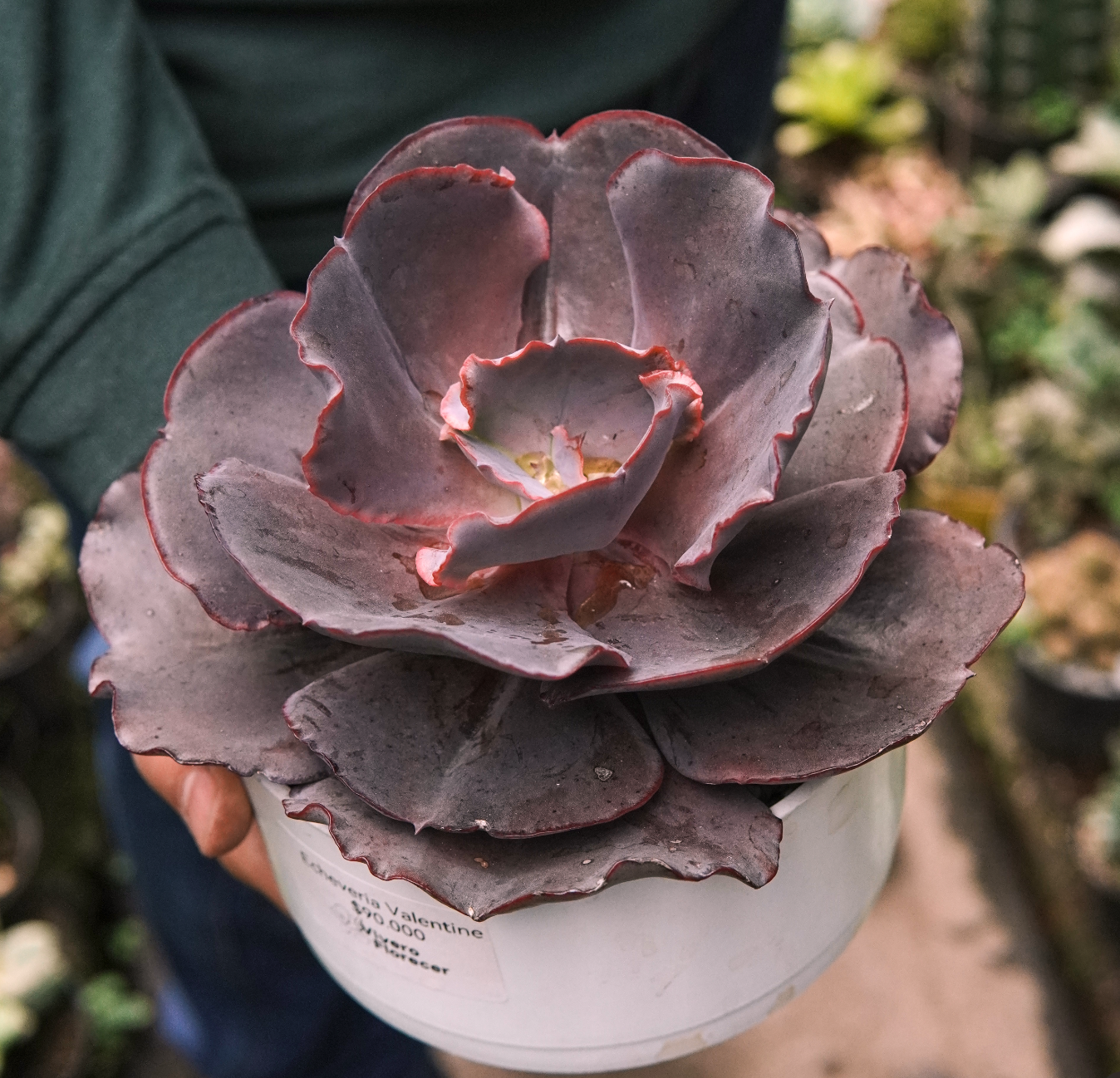 Suculenta Echeveria Valentine