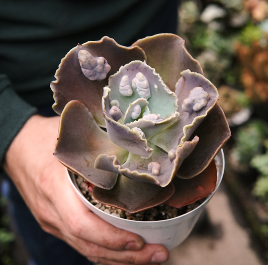 Suculenta Echeveria Zihe