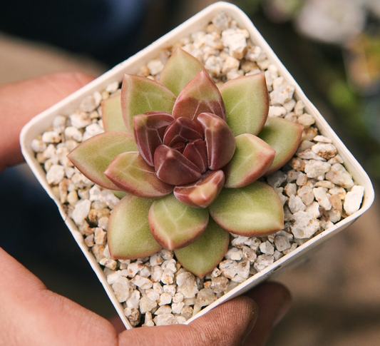 Suculenta Pachyphytum Tivoli