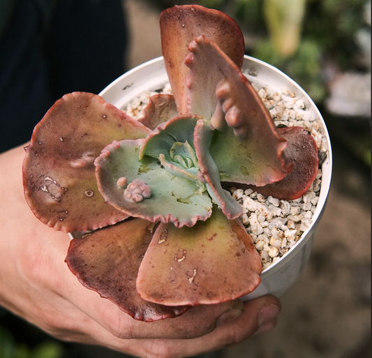 Suculenta Echeveria Terraria