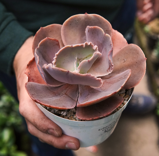 Suculenta Echeveria Purple Champagne
