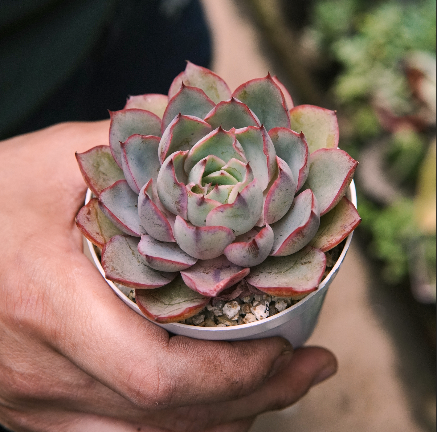 Suculenta Echeveria Hera