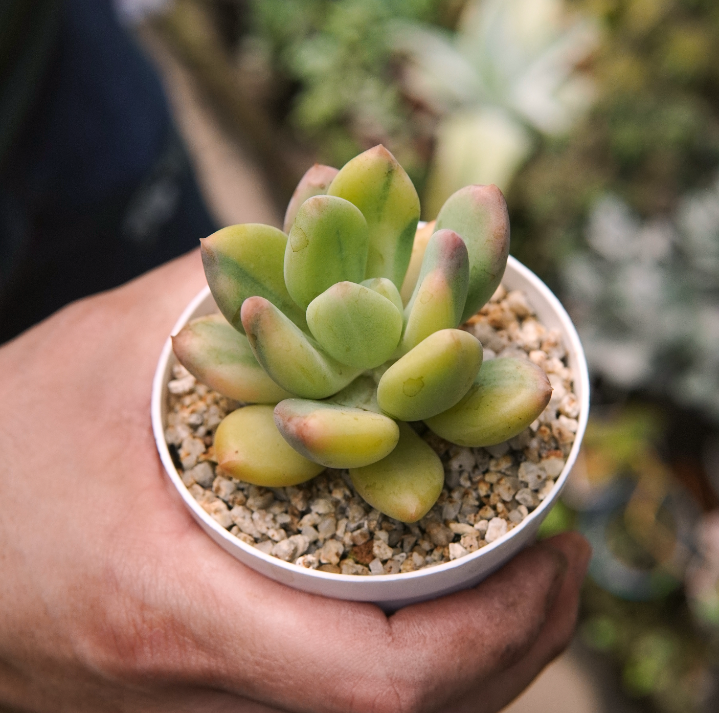 Suculenta Pachyphytum Doctor Cornelius Variegada