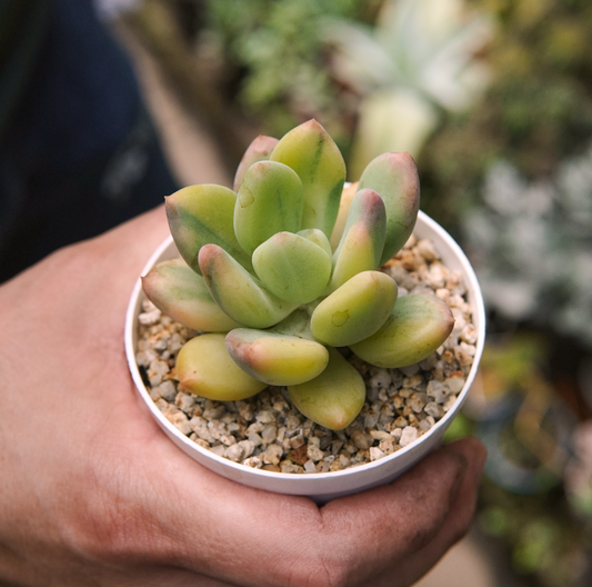 Suculenta Pachyphytum Doctor Cornelius Variegada