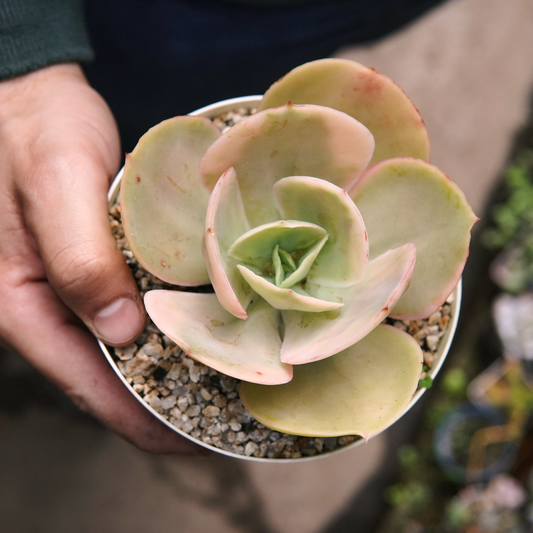 Suculenta Echeveria Sweet Snow Variegada