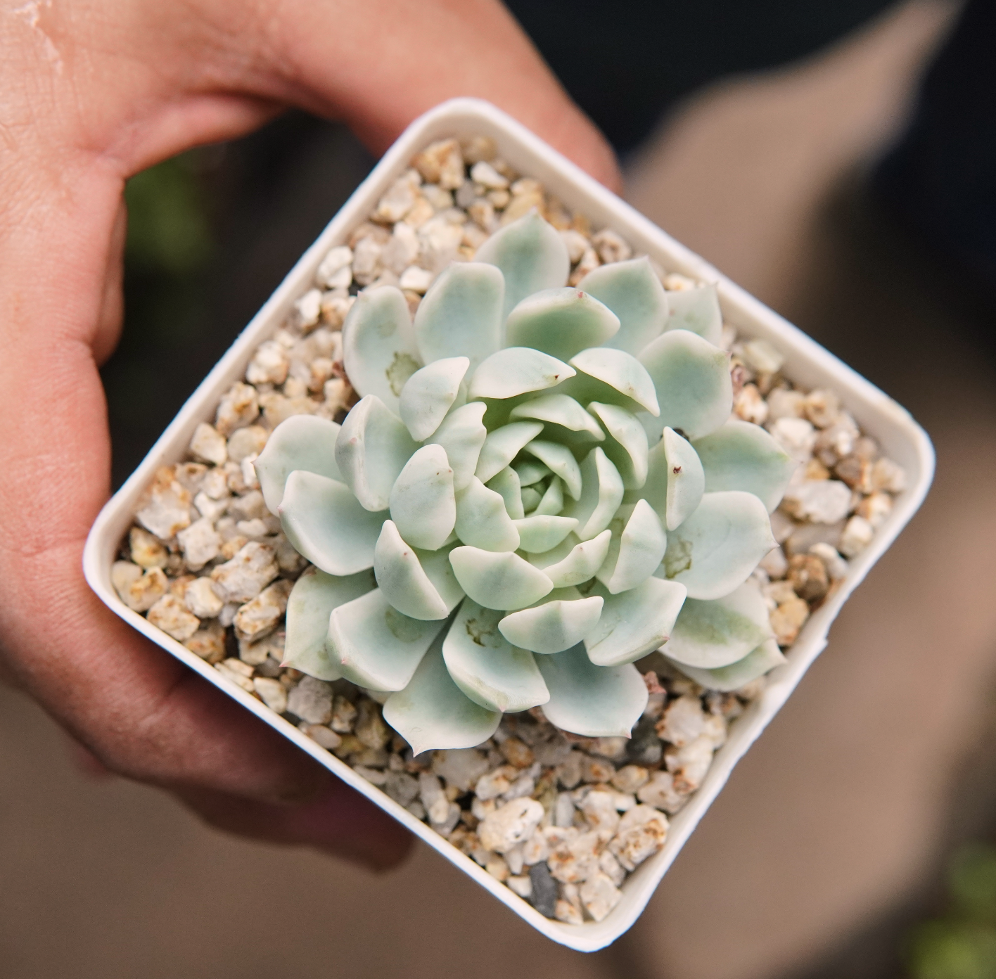 Suculenta Echeveria Royal Chrysanthemum Variegada