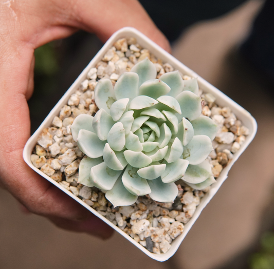 Suculenta Echeveria Royal Chrysanthemum Variegada
