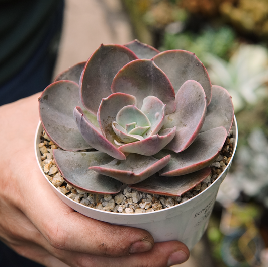 Suculenta Echeveria Rosaura