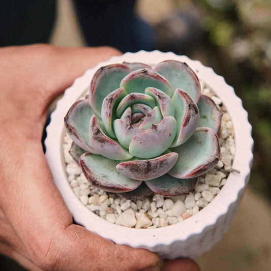 Suculenta Echeveria Dark Opal