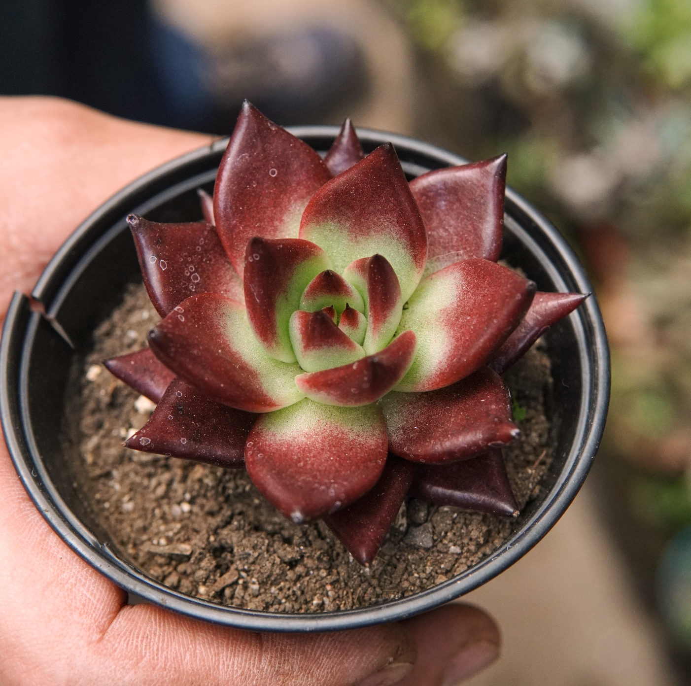 Suculenta Echeveria Agavoides Romeo Rubin