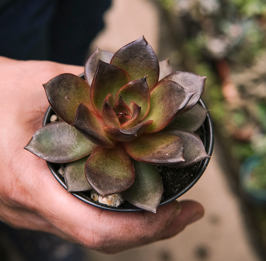 Suculenta Echeveria Red Rose