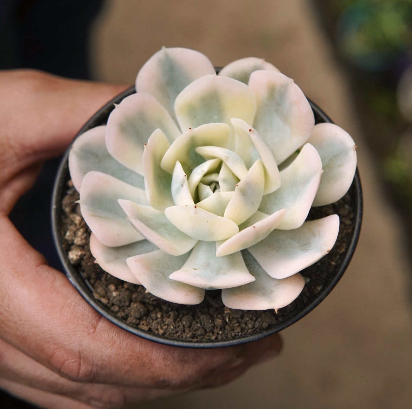 Suculenta Echeveria Akaihosi
