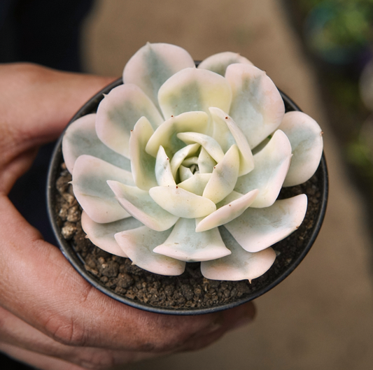 Suculenta Echeveria Akaihosi