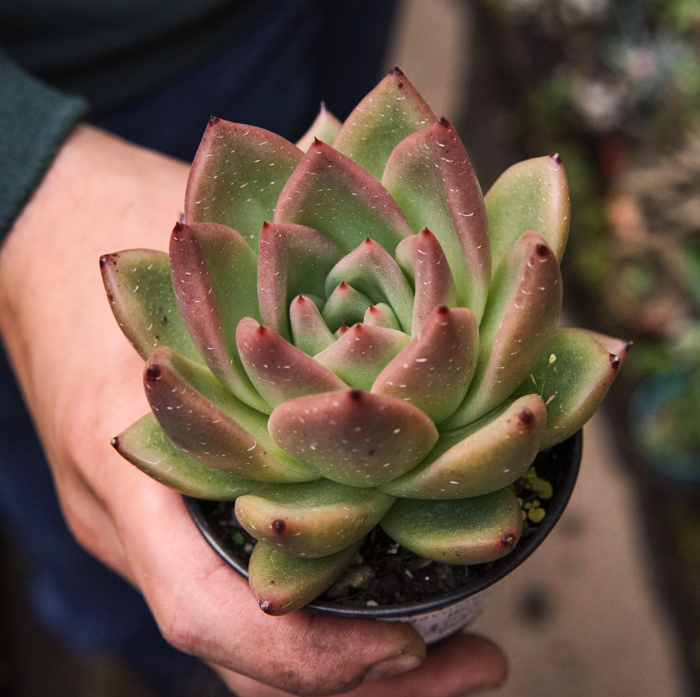 Suculenta Echeveria Agavoides Punky Rose