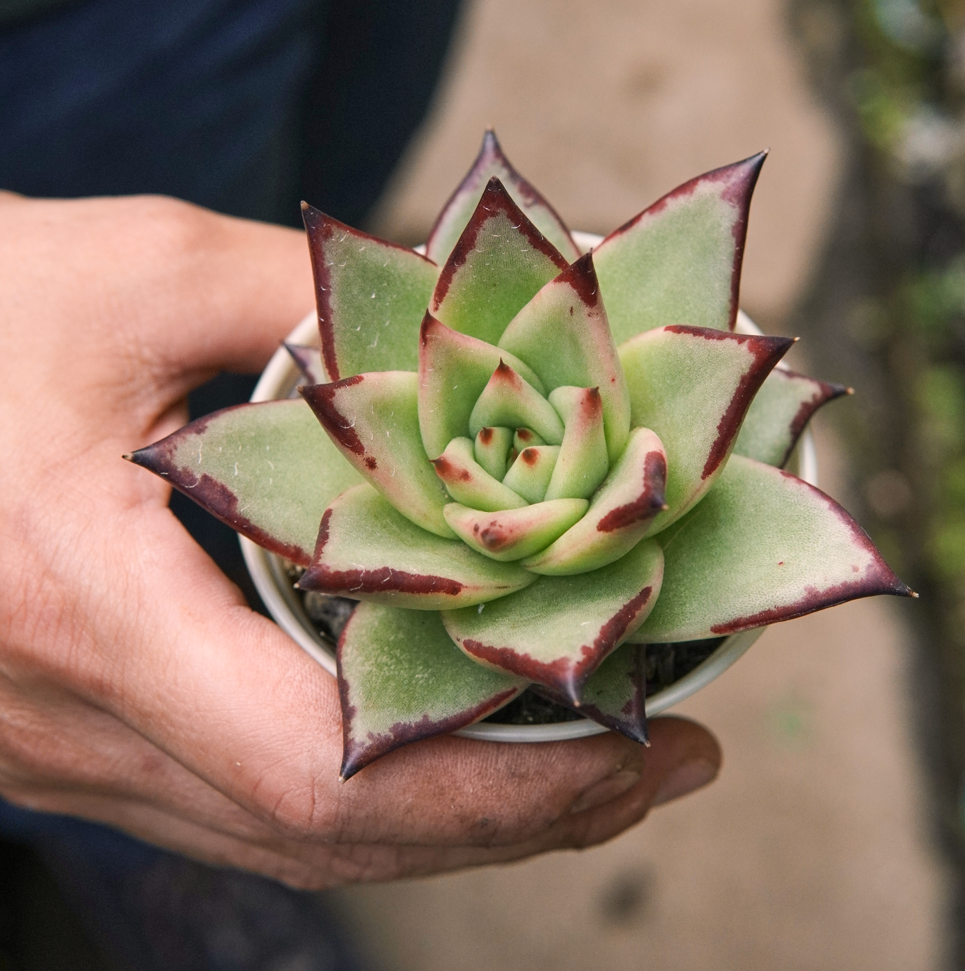 Suculenta Echeveria Agavoides Meikuan