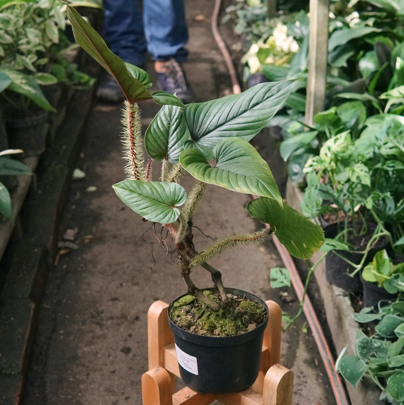 Filodendro Serpens Verde