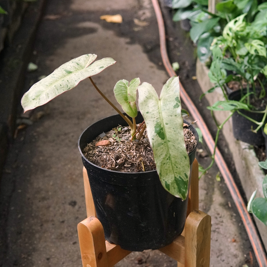 Filodendro Paraíso Verde Grande