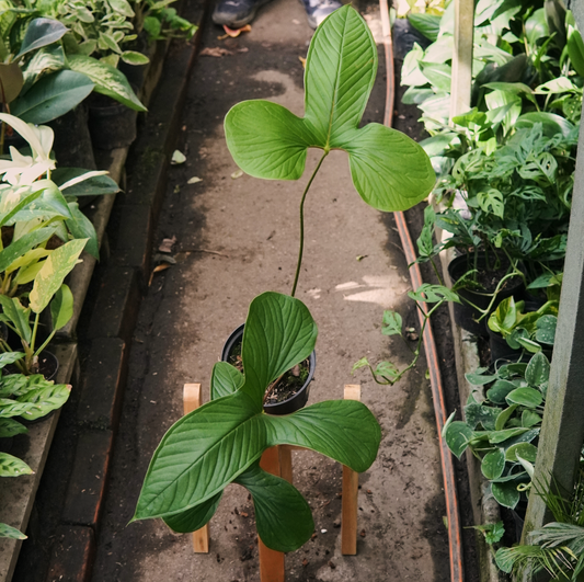 Anturio Draconopterum