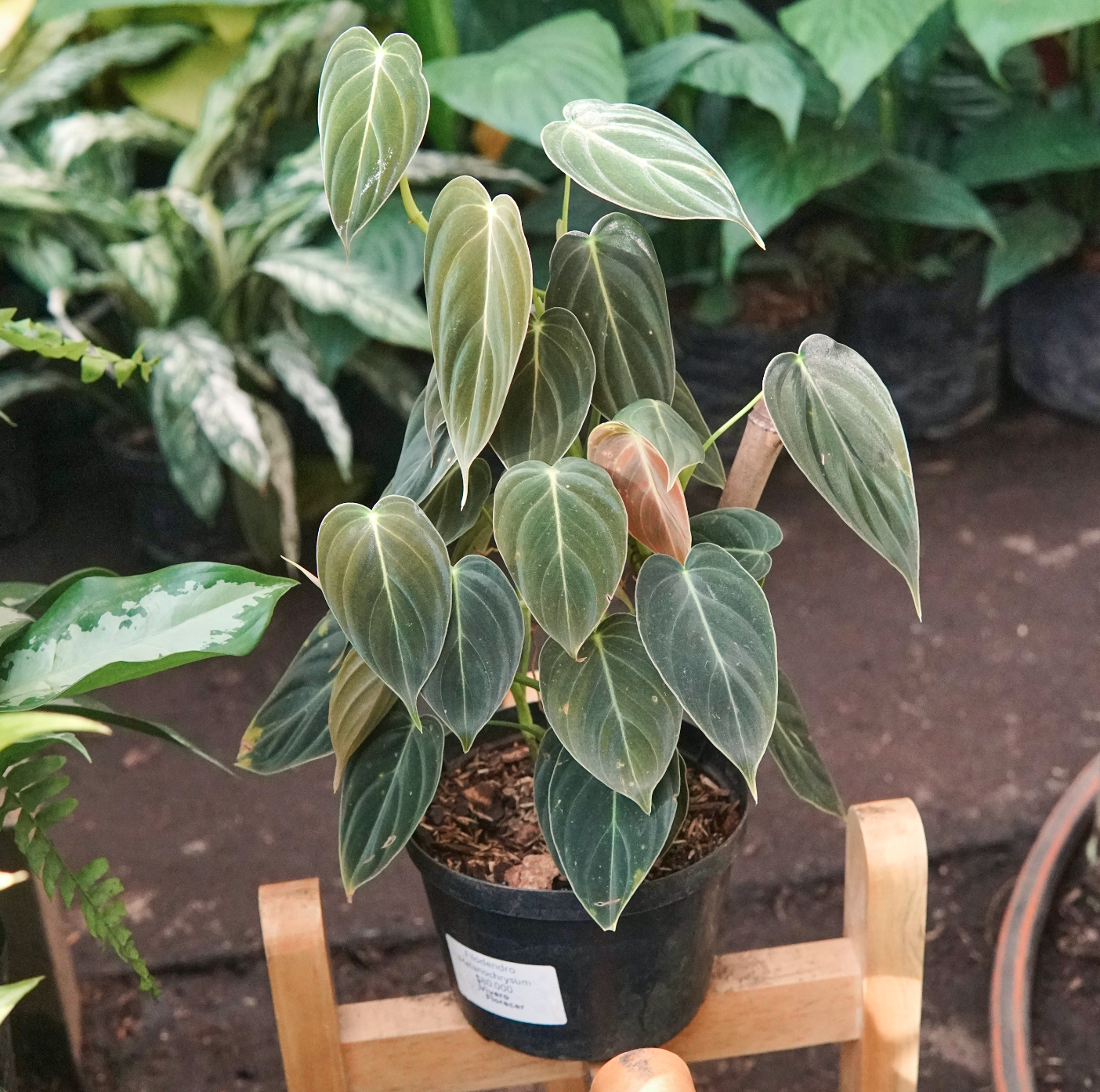 Filodendro Melanochrysum