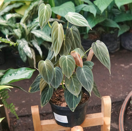 Filodendro Melanochrysum