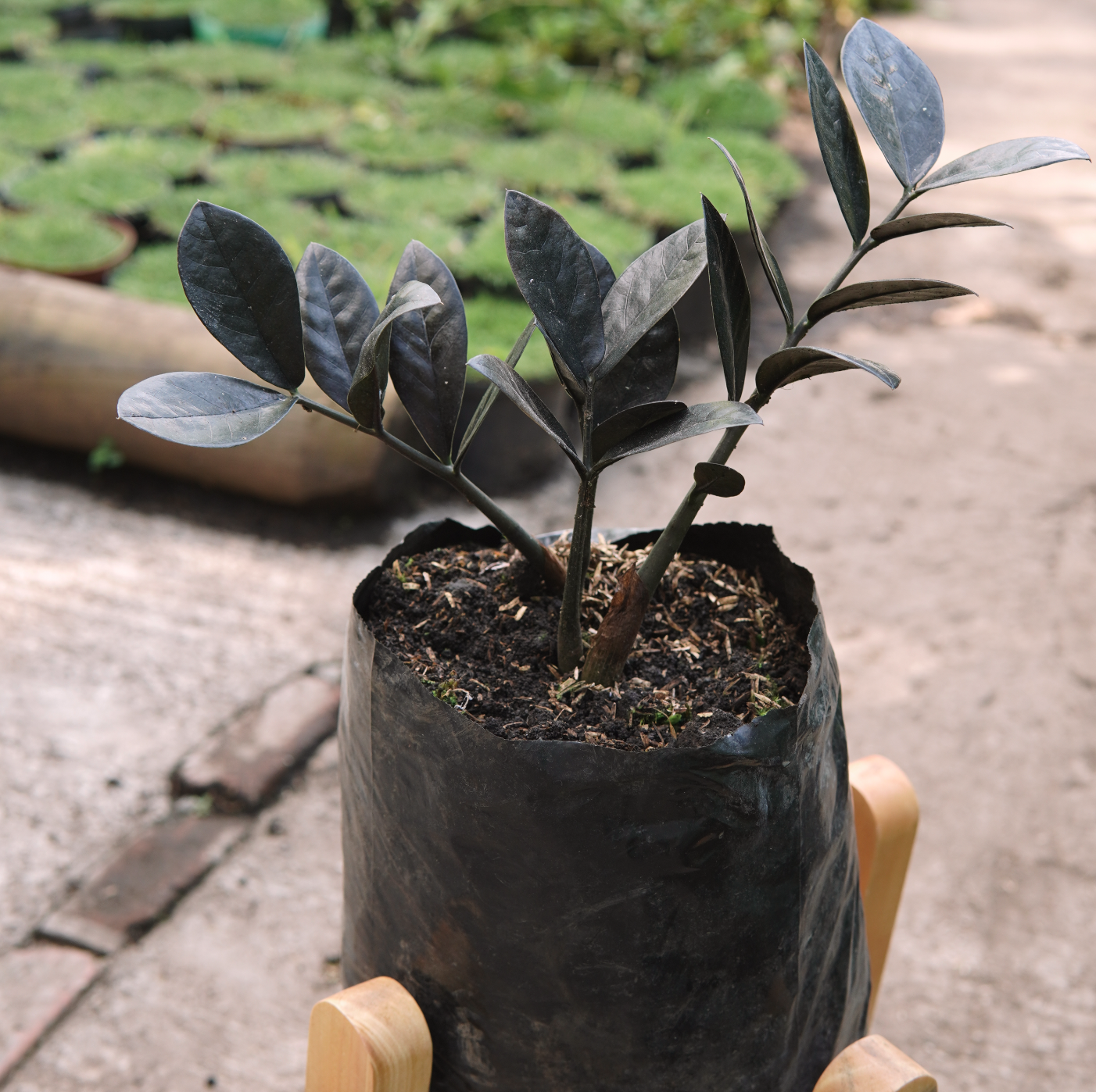 Zamioculca Zamiifolia Rave