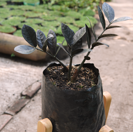 Zamioculca Zamiifolia Rave