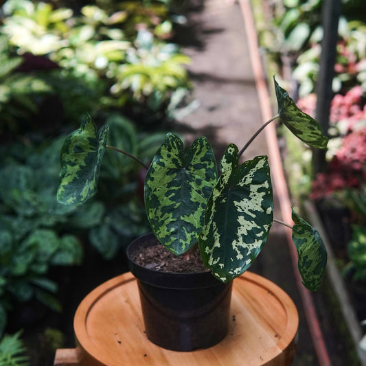 Colocasia Hilo Beauty - Vivero Florecer